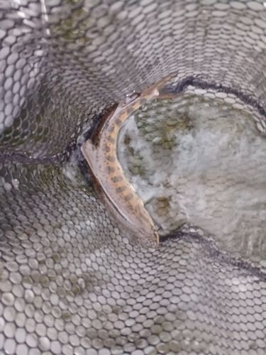 ヤマメの釣果