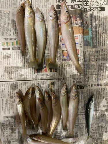 キスの釣果