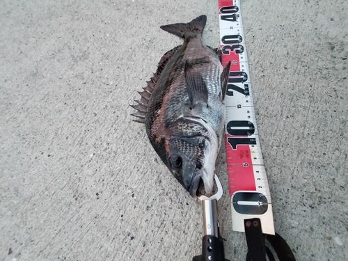 チヌの釣果