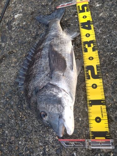 クロダイの釣果