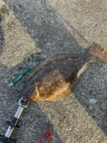 ソゲの釣果