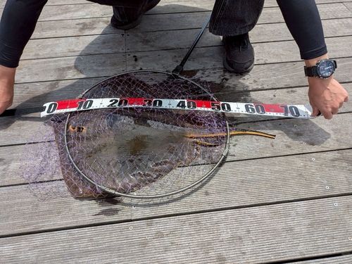 アカエイの釣果