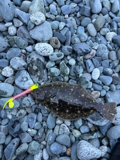 ソゲの釣果