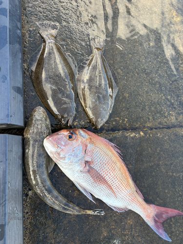 エソの釣果