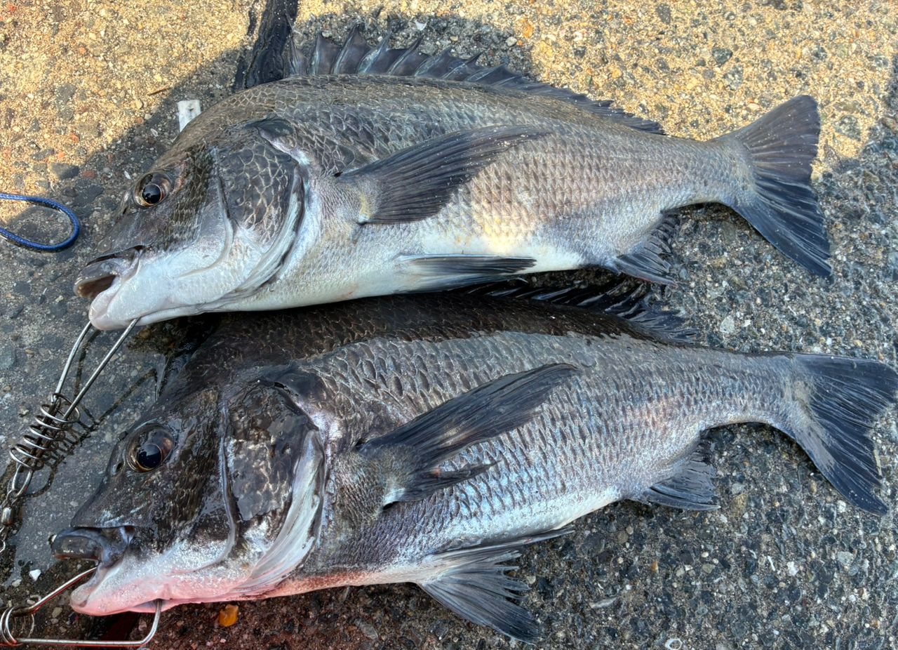チヌの釣果写真