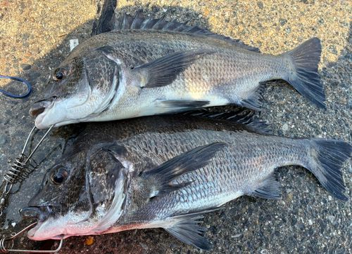 チヌの釣果