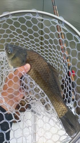 ヘラブナの釣果