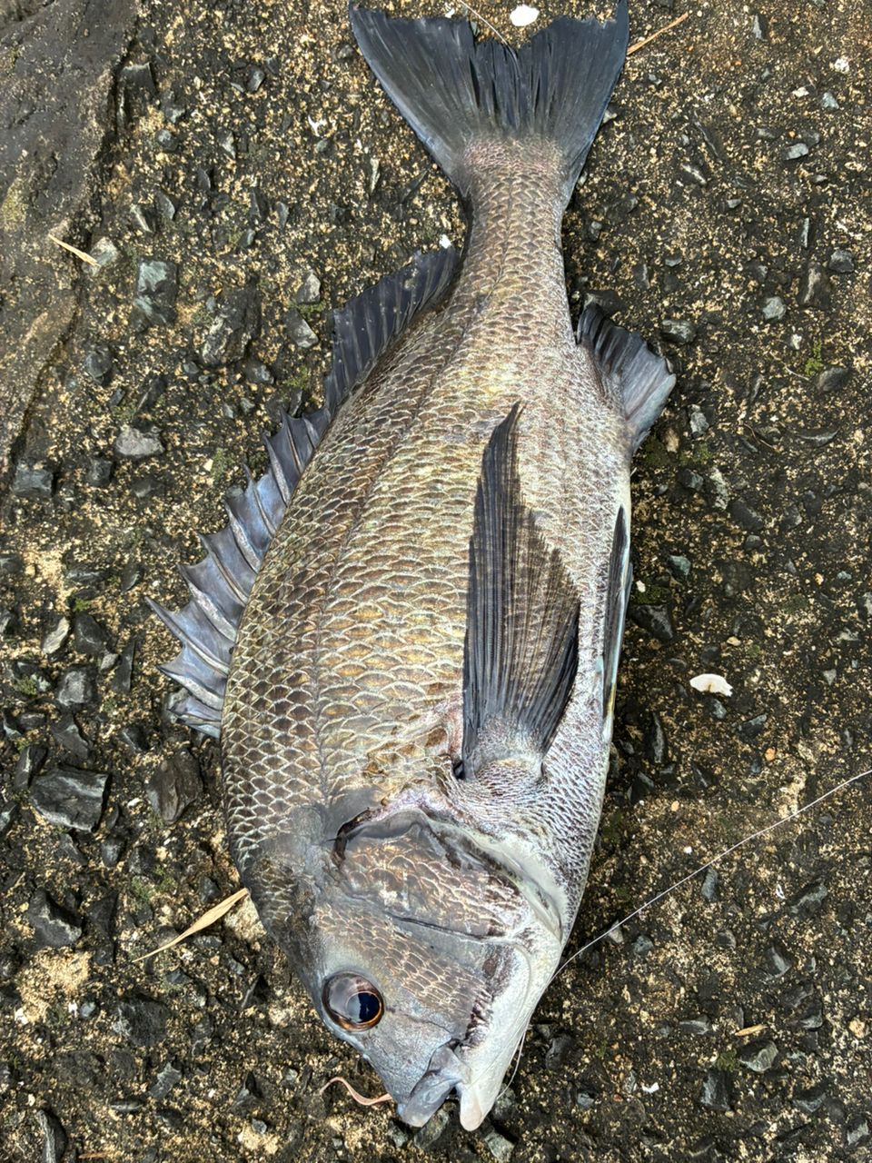クロダイの釣果写真