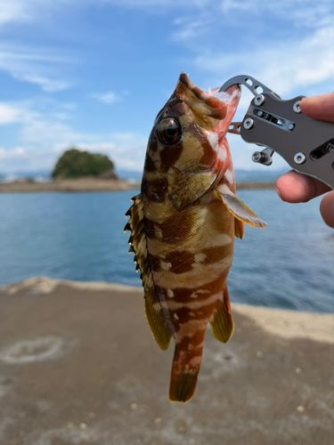 カサゴの釣果