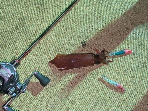 ケンサキイカの釣果