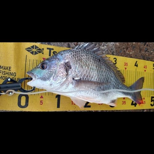 キビレの釣果