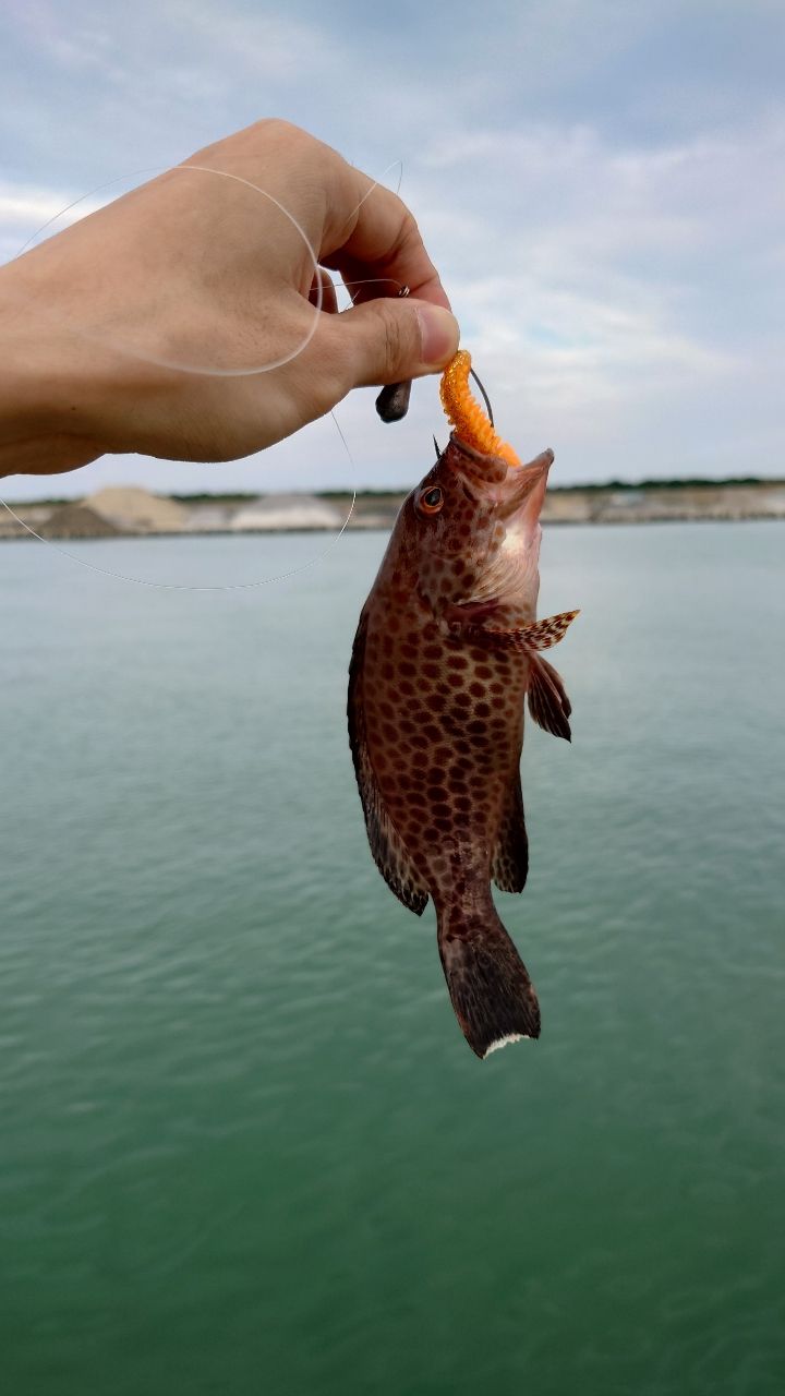 オオモンハタ・タチウオ・クロアナゴの釣果写真