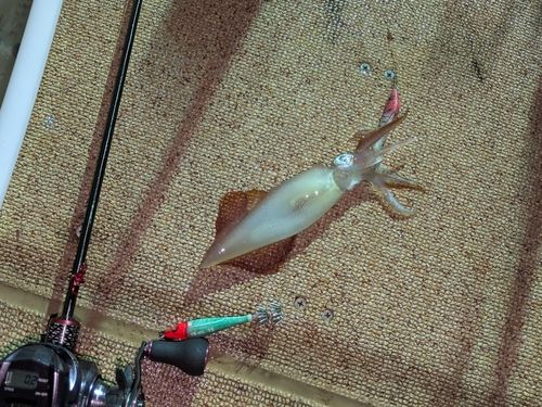 ケンサキイカの釣果