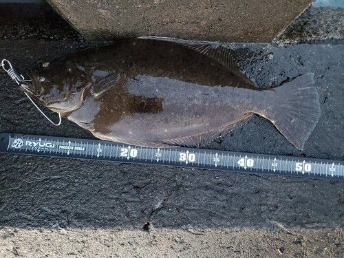 ヒラメの釣果