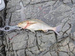 イサキの釣果