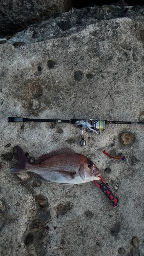 マダイの釣果