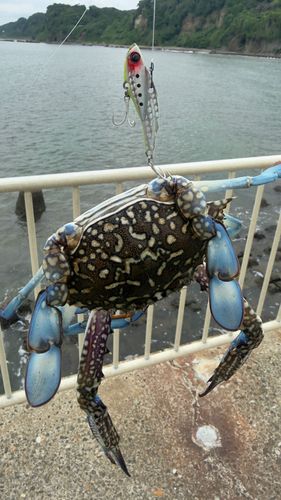 タイワンガザミの釣果