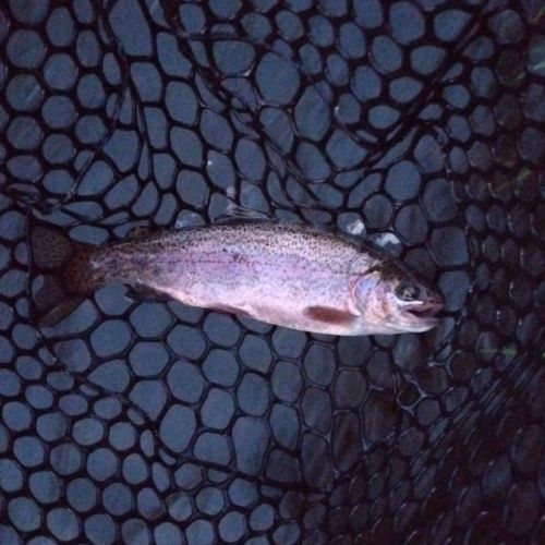 ニジマスの釣果