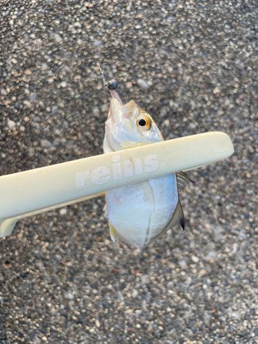 メッキの釣果
