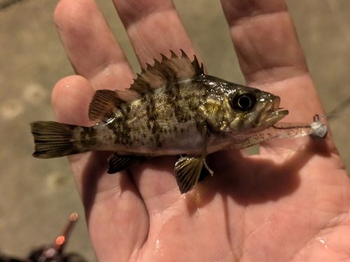 シロメバルの釣果