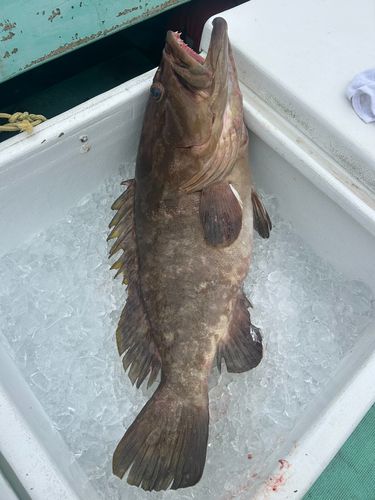 クエの釣果
