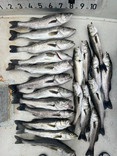 シーバスの釣果
