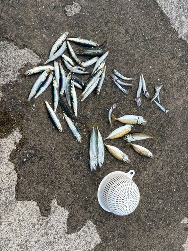 ウルメイワシの釣果