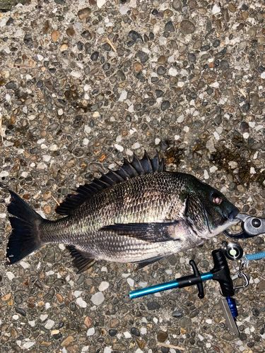 チヌの釣果