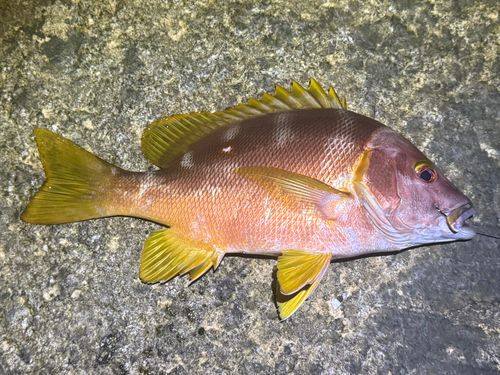 シブダイの釣果