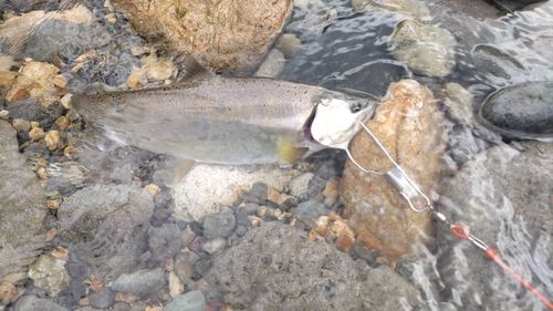 サツキマスの釣果