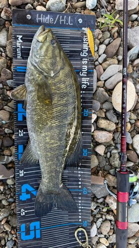 スモールマウスバスの釣果