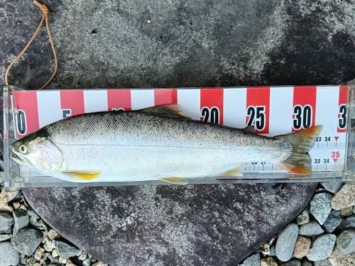 サツキマスの釣果