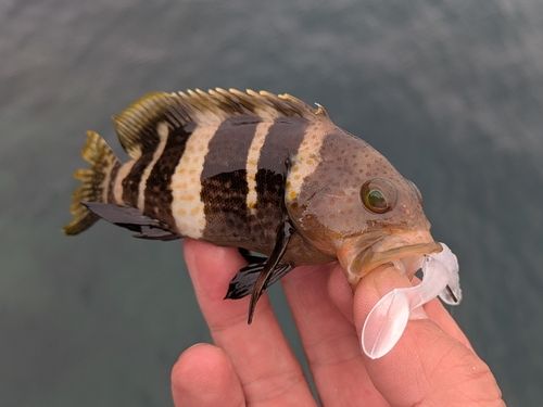 アオハタの釣果