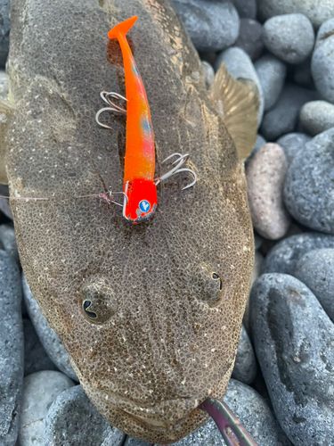 マゴチの釣果