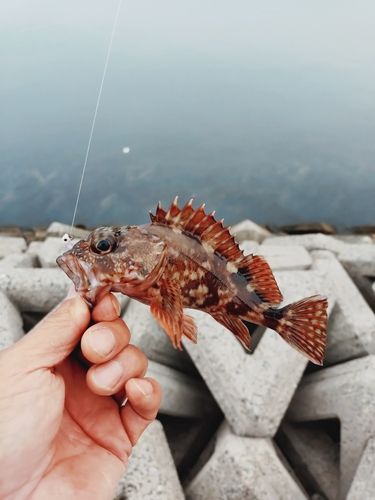 カサゴの釣果