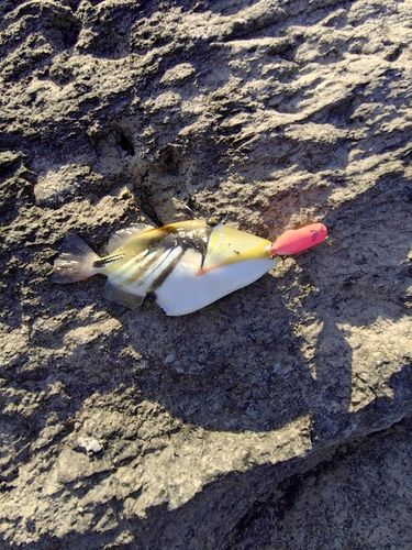 ムラサメモンガラの釣果