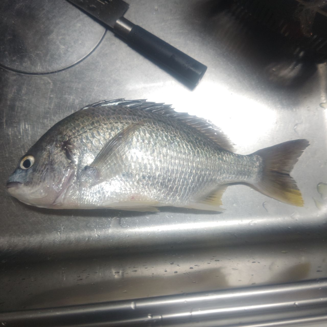 キビレの釣果写真