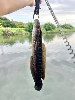 ライギョの釣果