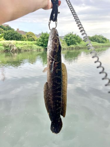 ライギョの釣果
