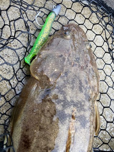 マゴチの釣果