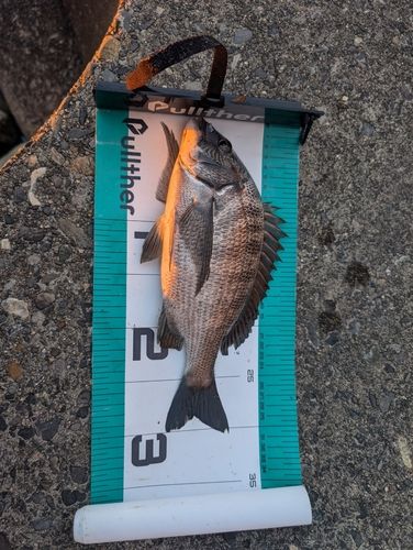 クロダイの釣果