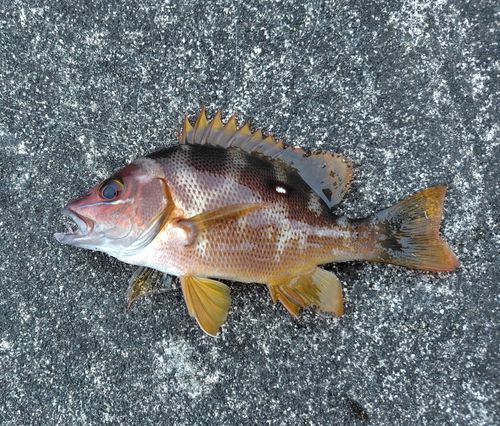 フエダイの釣果