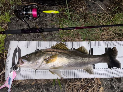 シーバスの釣果
