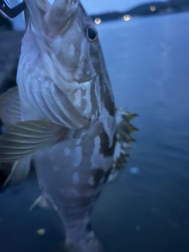 クエの釣果