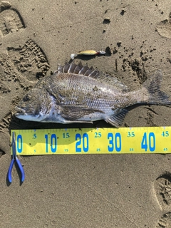 チヌの釣果