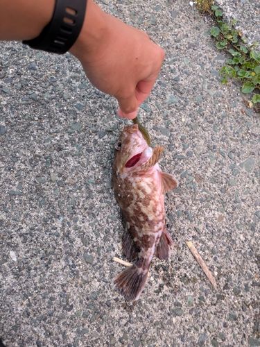 カサゴの釣果