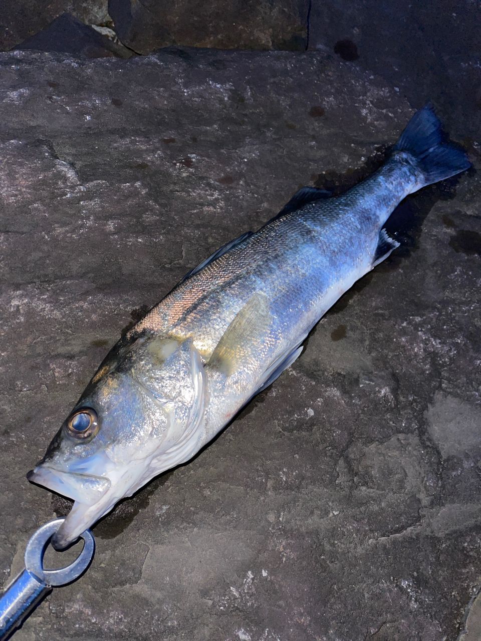 シーバスの釣果写真