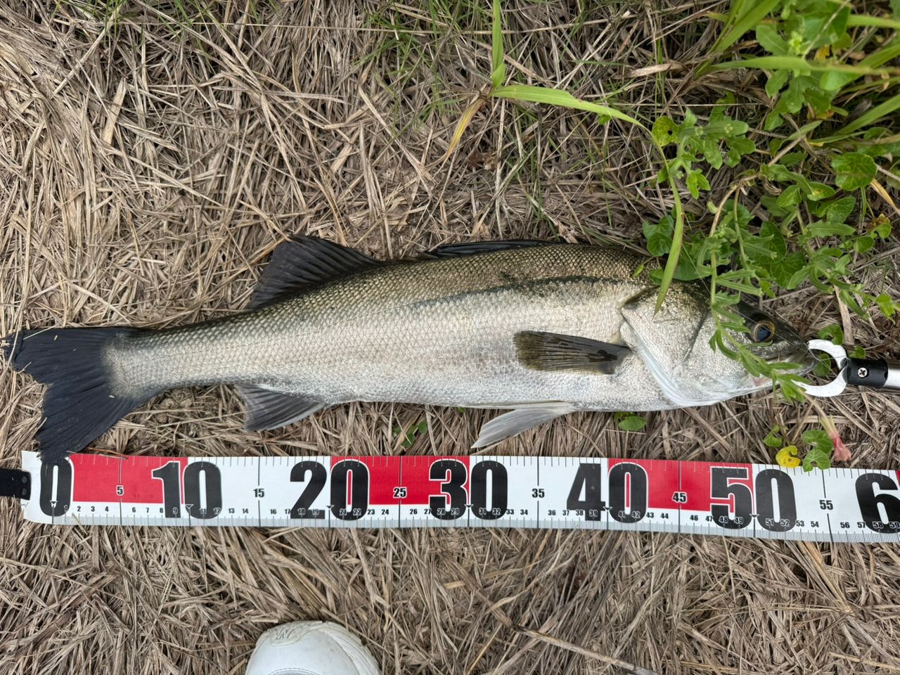 シーバスの釣果写真