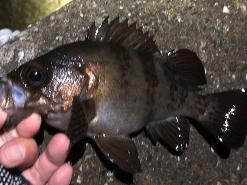 メバルの釣果