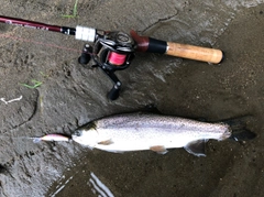 ニジマスの釣果